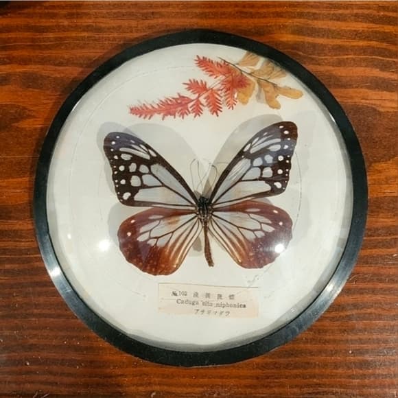 Vintage Taxidermy Butterfly Round Frame - Thumbnail 4