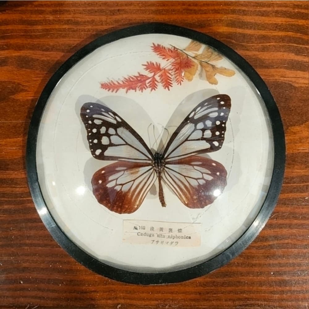 Vintage Taxidermy Butterfly Round Frame - Thumbnail 3