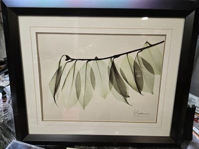 ALBERT KOETSIER framed signed ART PRINT EUCALYPTUS BRANCH Framed W/matte 20"x24"