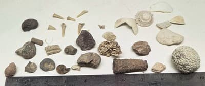 Lot Of Sea Shells And Fossil Marine Beach Natural Specimens