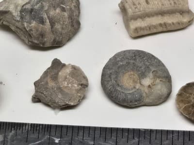 Lot Of Sea Shells And Fossil Marine Beach Natural Specimens - Thumbnail 4