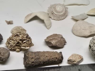 Lot Of Sea Shells And Fossil Marine Beach Natural Specimens - Thumbnail 5