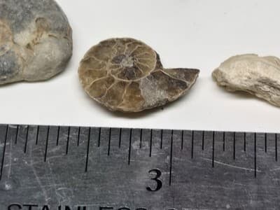 Lot Of Sea Shells And Fossil Marine Beach Natural Specimens - Thumbnail 10