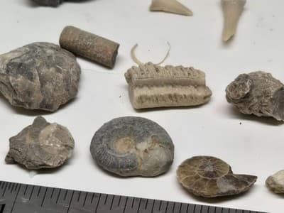 Lot Of Sea Shells And Fossil Marine Beach Natural Specimens - Thumbnail 9
