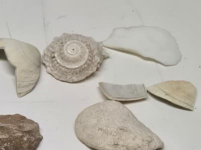 Lot Of Sea Shells And Fossil Marine Beach Natural Specimens - Thumbnail 13