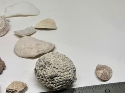 Lot Of Sea Shells And Fossil Marine Beach Natural Specimens - Thumbnail 6