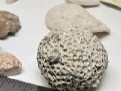 Lot Of Sea Shells And Fossil Marine Beach Natural Specimens - Thumbnail 12