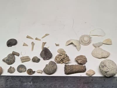 Lot Of Sea Shells And Fossil Marine Beach Natural Specimens - Thumbnail 14