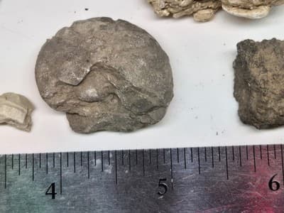 Lot Of Sea Shells And Fossil Marine Beach Natural Specimens - Thumbnail 7