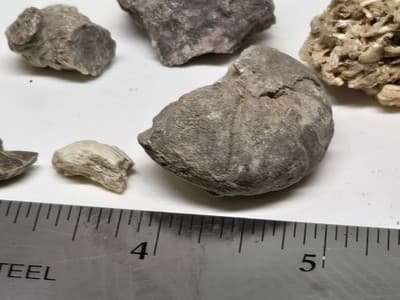 Lot Of Sea Shells And Fossil Marine Beach Natural Specimens - Thumbnail 8