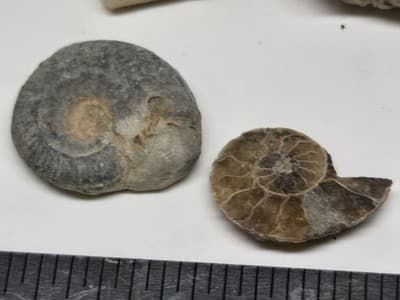 Lot Of Sea Shells And Fossil Marine Beach Natural Specimens - Thumbnail 11