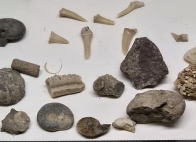 Lot Of Sea Shells And Fossil Marine Beach Natural Specimens - Thumbnail 3