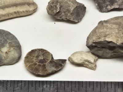 Lot Of Sea Shells And Fossil Marine Beach Natural Specimens - Thumbnail 2