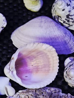 Lot of Assprted Shells Many Shapes and Sizes. Great Beach House Decor - Thumbnail 4