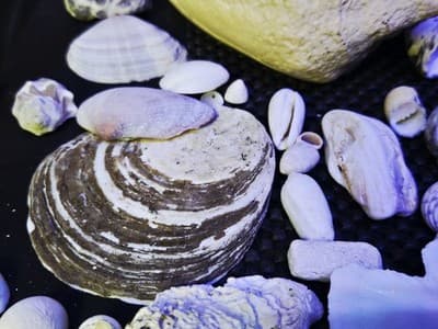 Lot of Assprted Shells Many Shapes and Sizes. Great Beach House Decor - Thumbnail 7