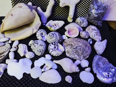 Lot of Assprted Shells Many Shapes and Sizes. Great Beach House Decor - Thumbnail 2