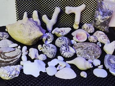 Lot of Assprted Shells Many Shapes and Sizes. Great Beach House Decor - Thumbnail 8