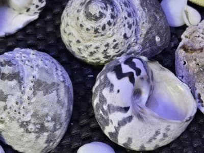 Lot of Assprted Shells Many Shapes and Sizes. Great Beach House Decor - Thumbnail 3