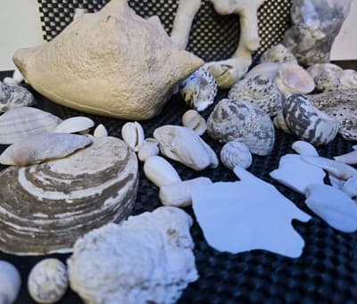Lot of Assprted Shells Many Shapes and Sizes. Great Beach House Decor - Thumbnail 9