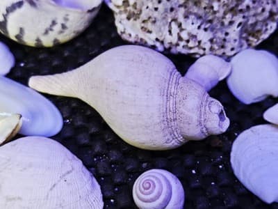 Lot of Assprted Shells Many Shapes and Sizes. Great Beach House Decor - Thumbnail 6