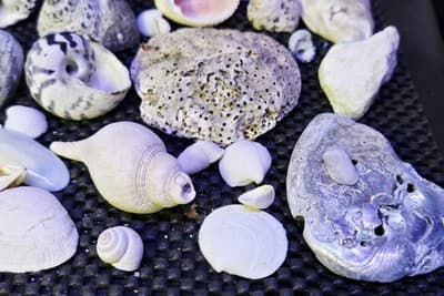 Lot of Assprted Shells Many Shapes and Sizes. Great Beach House Decor - Thumbnail 10