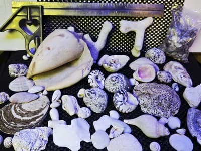 Lot of Assprted Shells Many Shapes and Sizes. Great Beach House Decor