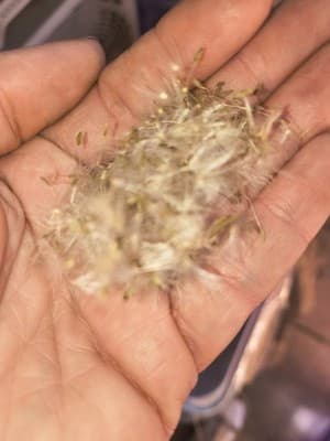 Dandelion Flower Seeds Edible Fast Growing Perennial Outdoor Yellow - Thumbnail 2