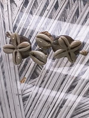 Seashell Turtles Minis - Thumbnail 2