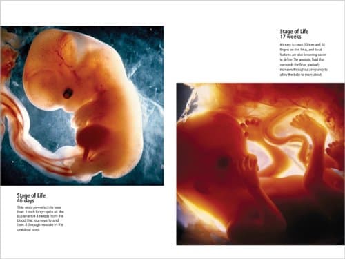 Pregnancy: the Ultimate Week-by-Week Pregnancy Guide Riley, Laura - Thumbnail 2