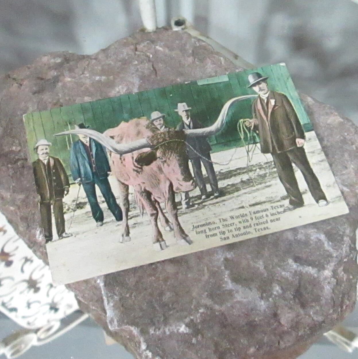 Antique Jeronimo Worlds famous Texas Long Horn Steer Postcard