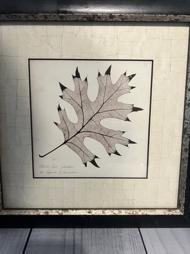 3 prints~"Kaki", "Black Oak", "Cottonwood" by Booker Morey Framed Print 13x13