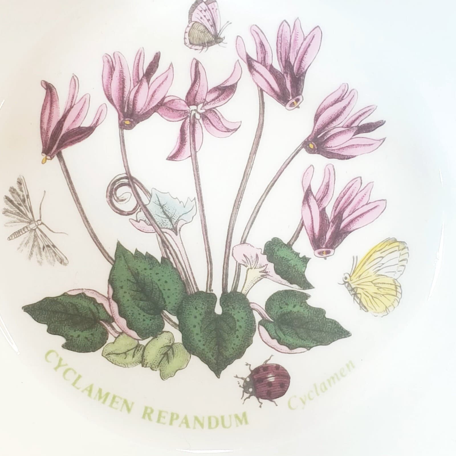 Vtg 1972 Portmeirion Botanic Garden Floral Cyclamen Repandum Soup Cereal Bowl - Thumbnail 3