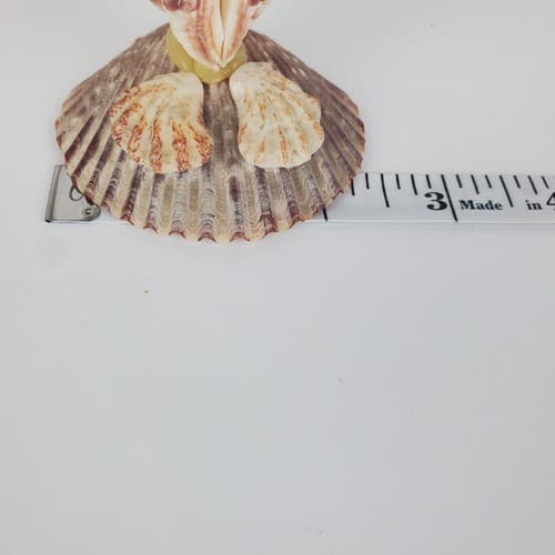 Vintage Sea Shell Owl Art Sculpture Handmade Folk Art Big Eyes - Thumbnail 10