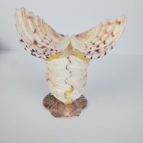 Vintage Sea Shell Owl Art Sculpture Handmade Folk Art Big Eyes - Thumbnail 4