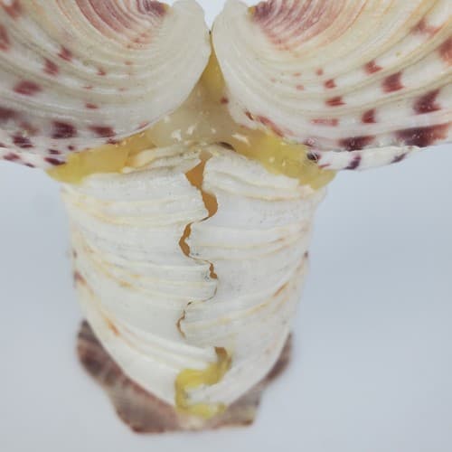 Vintage Sea Shell Owl Art Sculpture Handmade Folk Art Big Eyes - Thumbnail 5