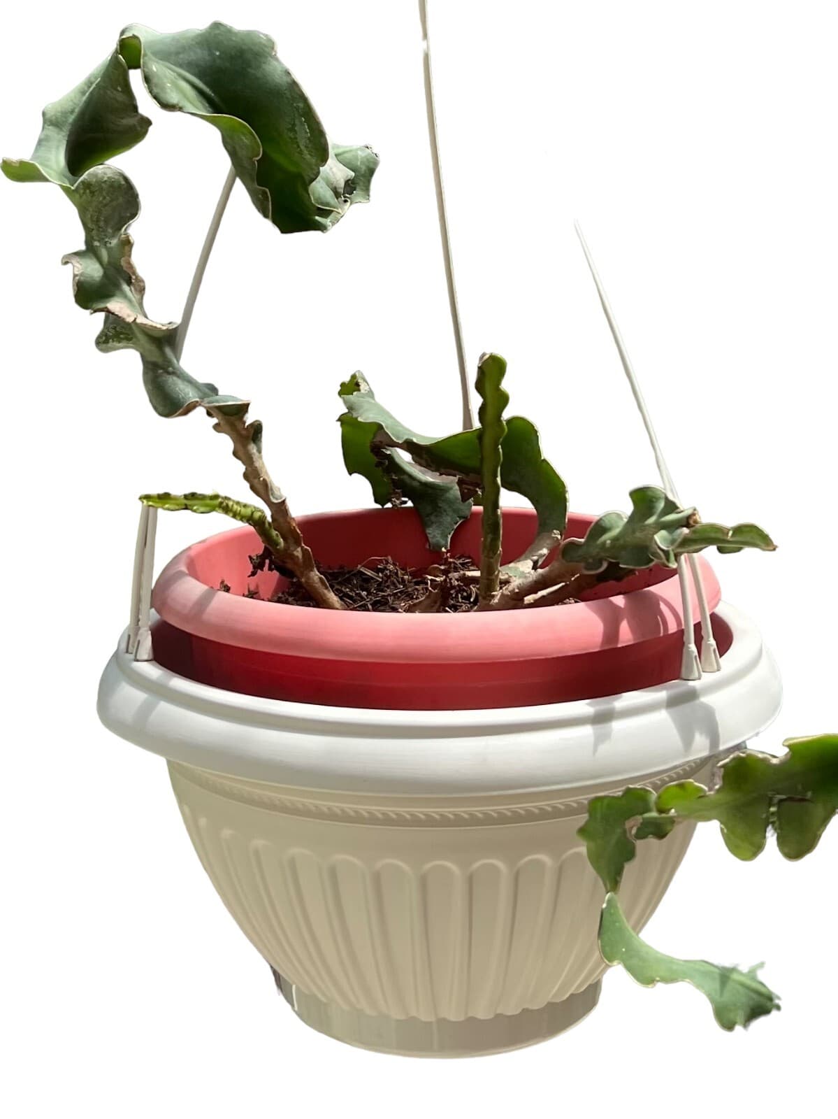 Planter Hanging Plant Flower Pots Set of 4 Tree Balcony Corridor Home Office - Thumbnail 4