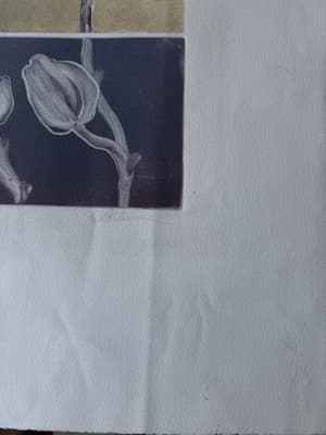 Botanical Lithograph Flowers 31/50 Signed Limited Edition - Thumbnail 9