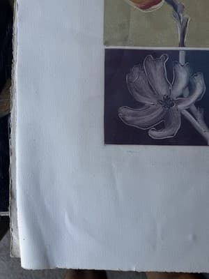Botanical Lithograph Flowers 31/50 Signed Limited Edition - Thumbnail 7