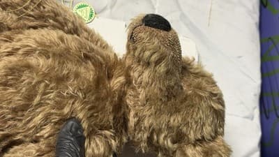Biggi Metzel Gerry German Artist Bear Mohair 17” LE 157/250 - Thumbnail 10