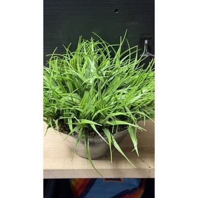 Artificial Grass Plant in Glass Pot Faux Green Decor ~12" Tall - Thumbnail 4