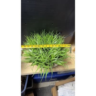 Artificial Grass Plant in Glass Pot Faux Green Decor ~12" Tall - Thumbnail 10