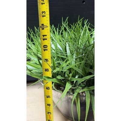 Artificial Grass Plant in Glass Pot Faux Green Decor ~12" Tall - Thumbnail 9