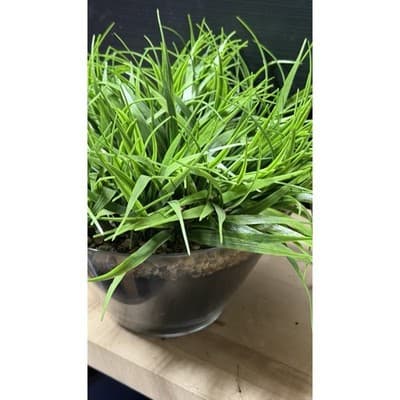 Artificial Grass Plant in Glass Pot Faux Green Decor ~12" Tall - Thumbnail 5