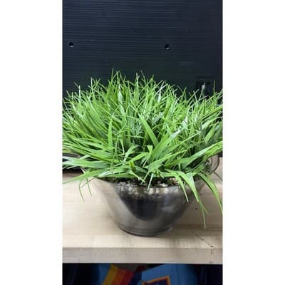 Artificial Grass Plant in Glass Pot Faux Green Decor ~12" Tall - Thumbnail 7