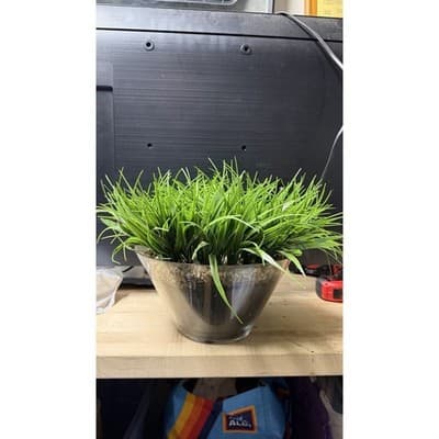 Artificial Grass Plant in Glass Pot Faux Green Decor ~12" Tall