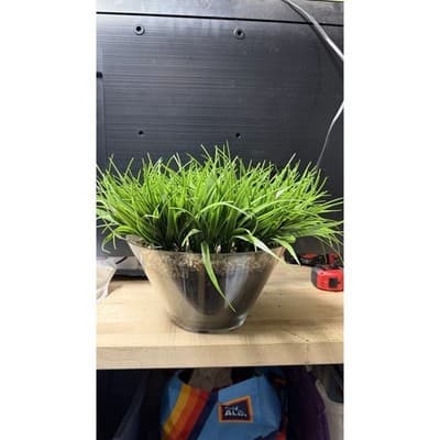 Artificial Grass Plant in Glass Pot Faux Green Decor ~12" Tall - Thumbnail 3