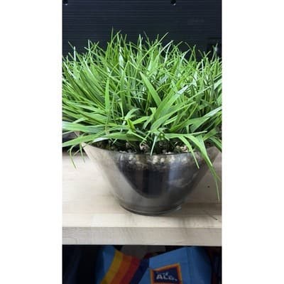 Artificial Grass Plant in Glass Pot Faux Green Decor ~12" Tall - Thumbnail 6
