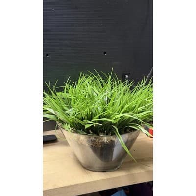 Artificial Grass Plant in Glass Pot Faux Green Decor ~12" Tall - Thumbnail 2