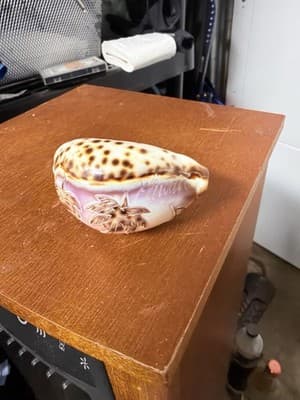 Carved Etched Tiger Cowrie Seashell Hawaii Palm Tree Overwater Hut Seagulls - Thumbnail 6