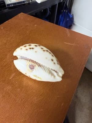 Carved Etched Tiger Cowrie Seashell Hawaii Palm Tree Overwater Hut Seagulls - Thumbnail 3